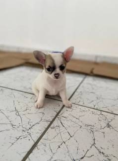 Chihuahua Super Promoo Parcelamos Em At 12x.
