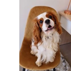 Cavalier King Charles Spaniel Macho Experiente Montas