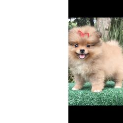 Os mais lindos FILHOTES de SPITZ ANOZINHO criao responsvel em Curitiba