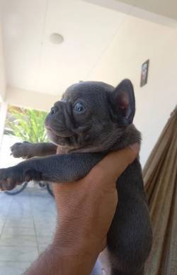Bulldog Francs Extico Blue Slido