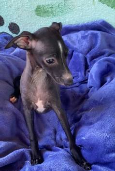 Filhote De Italian Greyhound
