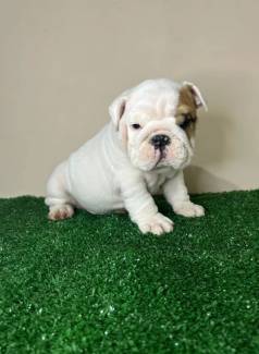 Bulldog Ingles