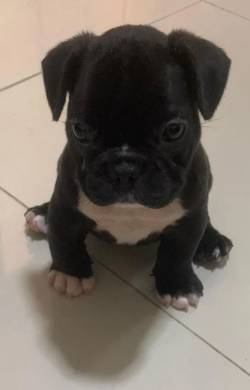 Buldog Frances