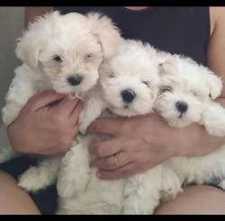 Lindssimos Filhotes De Malteses Puros (machos)! Excelente Preo! Pais Com Pedigree .