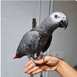 Papagaio do congo