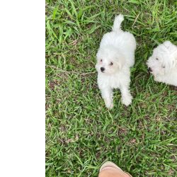 AQUI O SEU COTON DE TULEAR  CRIADO POR QUEM GOSTA E ENTENDE