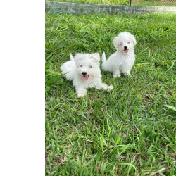 COTON DE TULEAR ESSA MAGNFICA RAA VAI TE ENCANTAR A NOVA SENSAO DO MOMENTO
