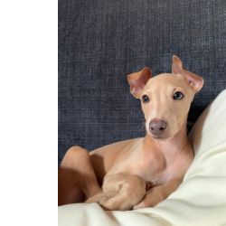 Galgo Italiano