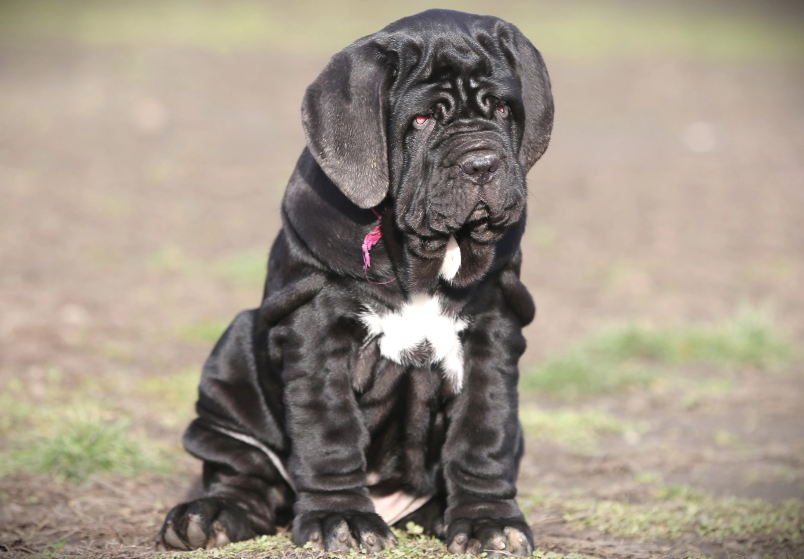 Cachorros de Mastim Napolitano