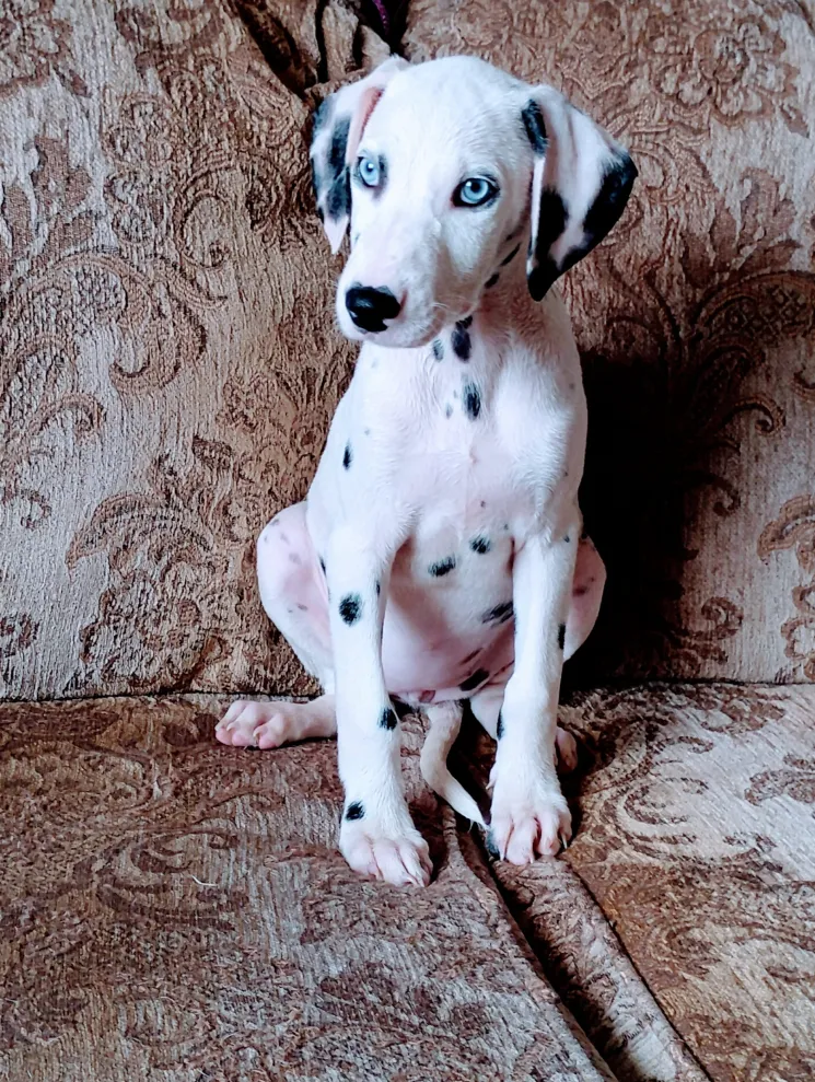 Cachorros dlmata