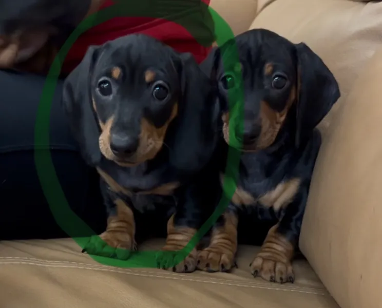 Cachorros Teckel Mini