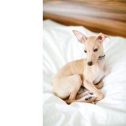 whilpet