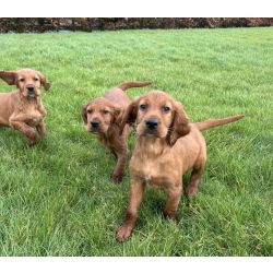 Cachorros Red Setter registados