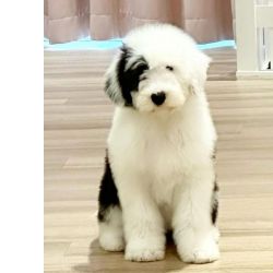 Cachorros Old English Sheepdog