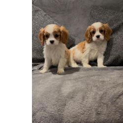 Cachorros Cavalier King Charles