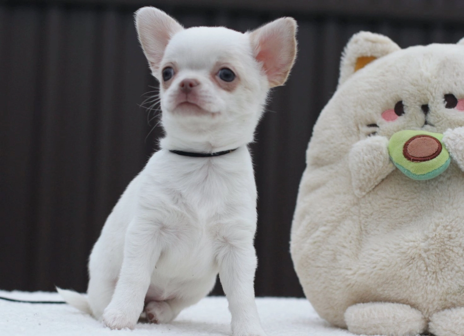 Cachorros Chihuahua