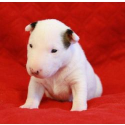 Bull terrier
