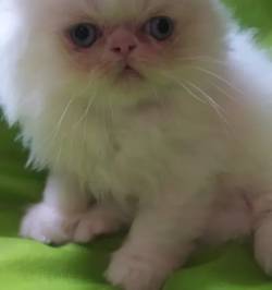 15. ? Gatos Persas Machos E Fmeas Venda Filhotes Brincalhes E Saudveis! ?