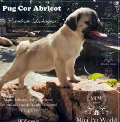 Pug Mini Disponvel - Super Promoo - ltimos Filhotes - Excelente Linhagem - Canil Pug