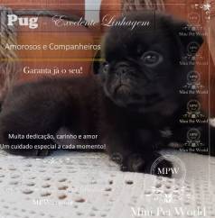 Pug Mini Super Oferta - Lindo Filhote De tima Linhagem - Canil Pug Abricot