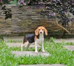Lindos Filhotes De Beagle
