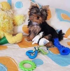 Yorkshire Terrier Gosya De Brincar Com Vrios Brinquedos