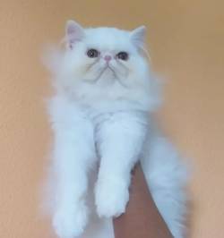 31. ? Gato Persa Filhote Macho E Fmea Esperando Um Novo Lar!/////