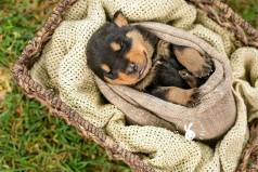 Rottweiler - Ele Ama Carinho