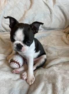 Vendo Filhotes De Boston Terrier! ?