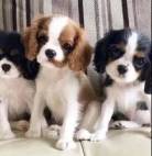 Vendo Filhotes De Cavalier King Charles Spaniel! ?