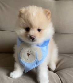 Lulu Da Pomerania - Spitz Alemo Ano Rj