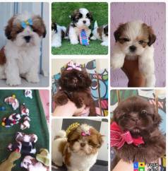 Vendo Filhotes Shihtuz Mine