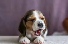 Filhote Beagle Raa Pura - Fofo E Brincalho