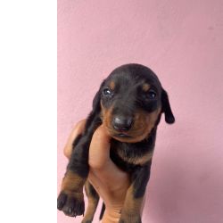 Filhotes de dachshund salsichinha teckel