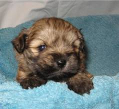 (11) 9.6299-8414 - Lhasa Apso Micro Branco Macho - Pequeno, Protetor E Muito Apegado Ao Do