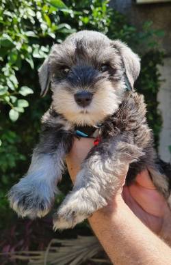 Schnauzer Miniatura Cannis Di Aysla