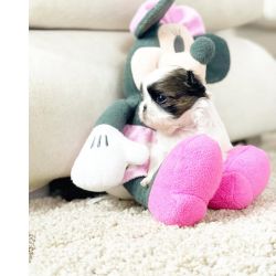 Lindos filhotes de mini shih tzu  em mega promoo