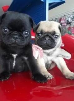 Co Pug  Venda Com Linhagem Garantida