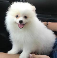 Spitz Alemo Ano Lulu Da Pomerania
