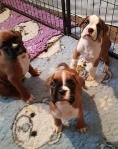 Boxer Com A Primeira Dose Da Vacina