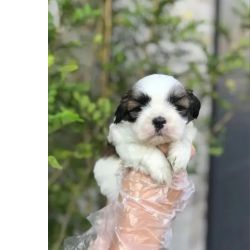 Filhotes mini shih tzu tricolores alto nvel em promoo