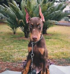 Filhotes De Doberman Disponveis