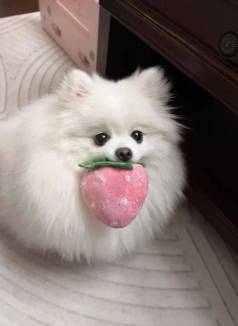 Pomeranian Filhote - Pronta Entrega