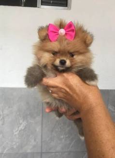 Lulu Da Pomernia Filhotes
