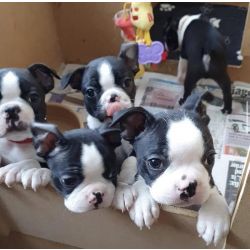Cachorros Boston Terrier criados em casa
