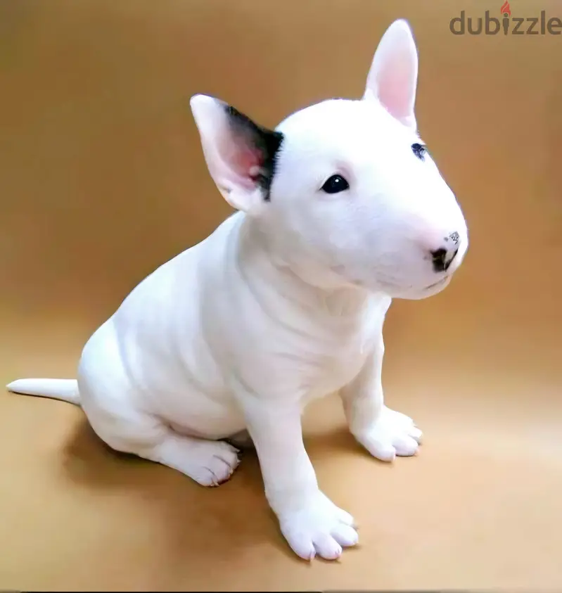 Lindos cachorros Bull Terrier machos e fmeas