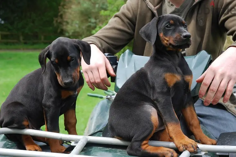 Cachorros fofos de Doberman disponveis agora