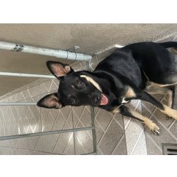 Doa-se Cachorro Fmea