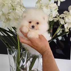Spitz Alemo Ano  ou Lulu da Pomernia   com LOP e AFIXO