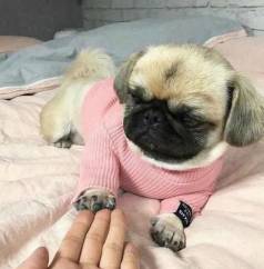 Pug Fmea Filhote Amor Puro! Filhotes Carinhosos E Brincalhes!
